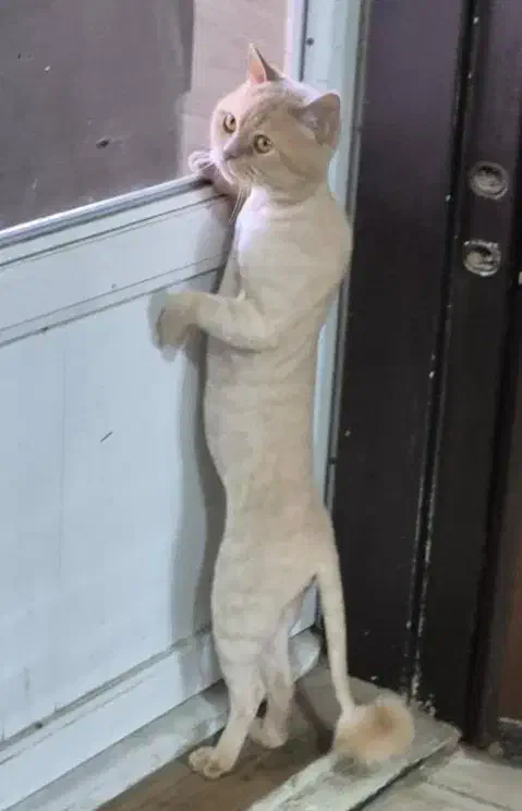 گربهام گم شده لطفاً کمکم کنید|گربه|اهواز, زیتون کارگری|دیوار