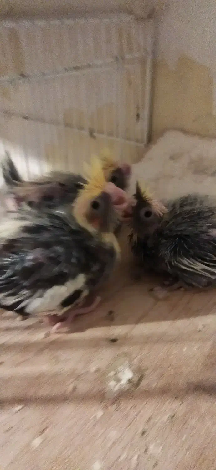 سه عدد جوجه عروس هلندی ابلق|پرنده|آمل, |دیوار