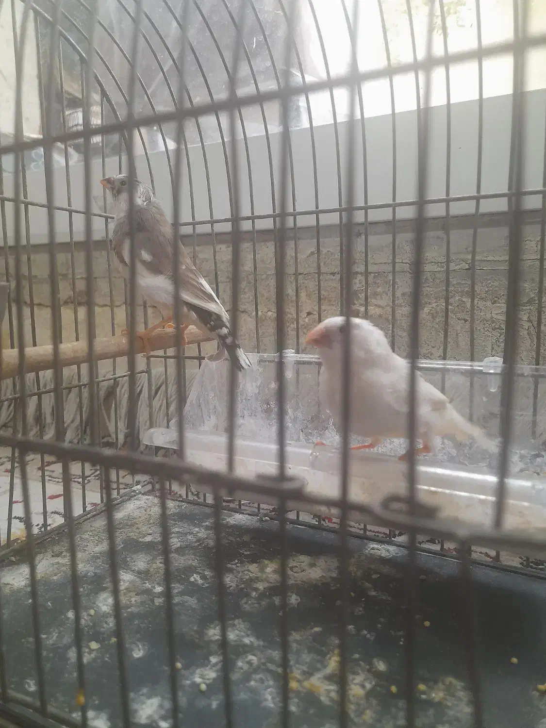 فنچ|پرنده|تهران, هفت حوض|دیوار