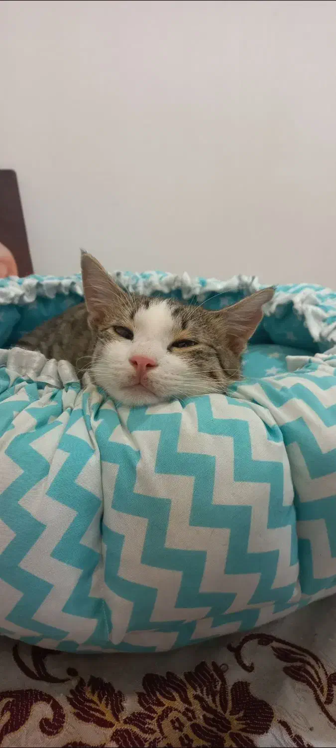 گربه|گربه|رشت, گلسار|دیوار