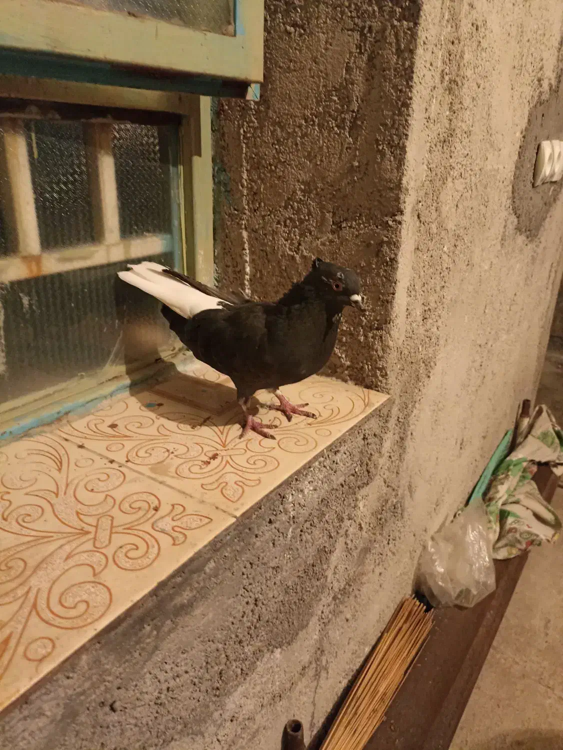 یک عدد سیاه دمسفید.معاوضه دارم|پرنده|دهدشت, |دیوار