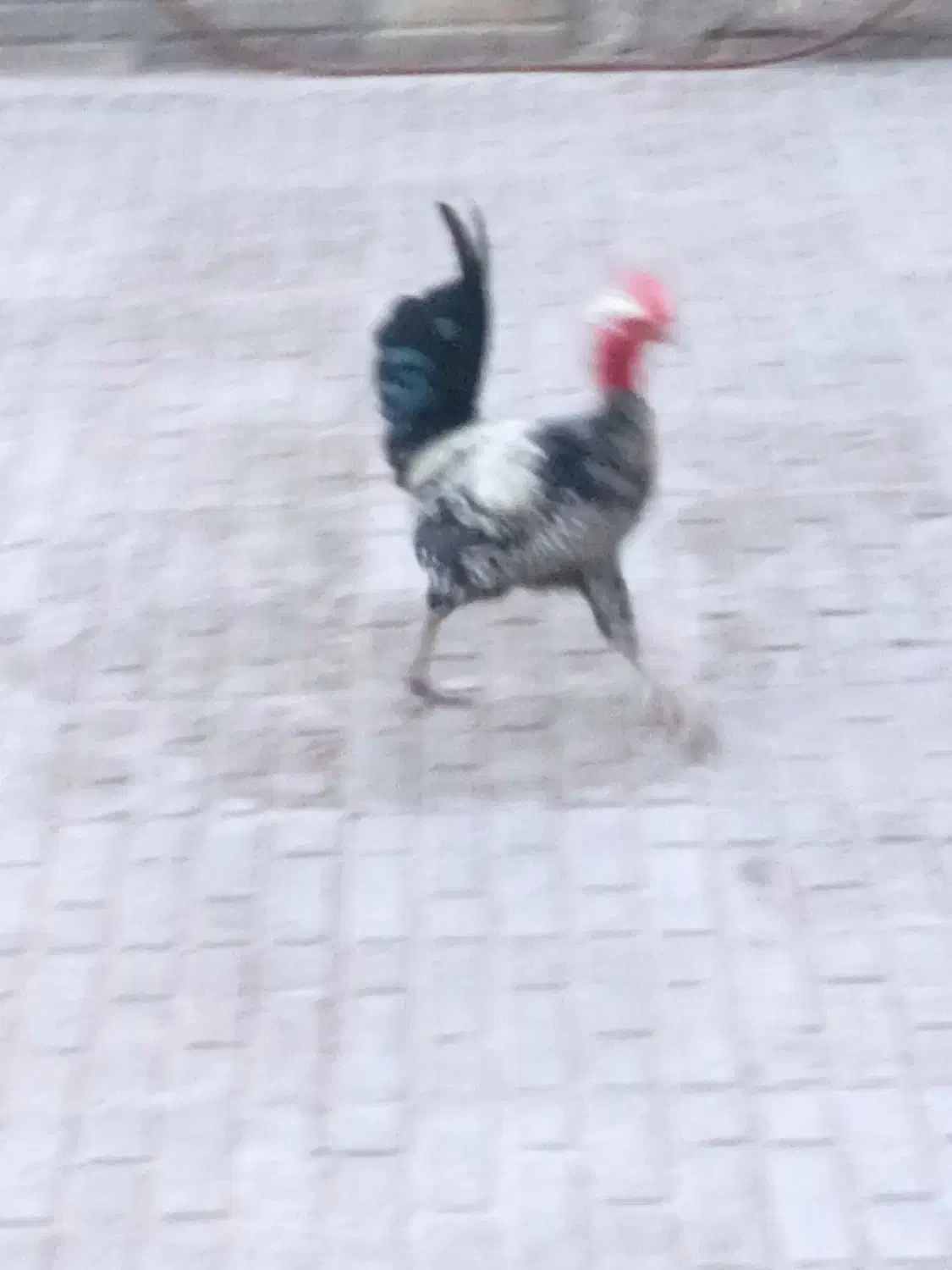 تخم مرغی|عمده‌فروشی|بم, |دیوار