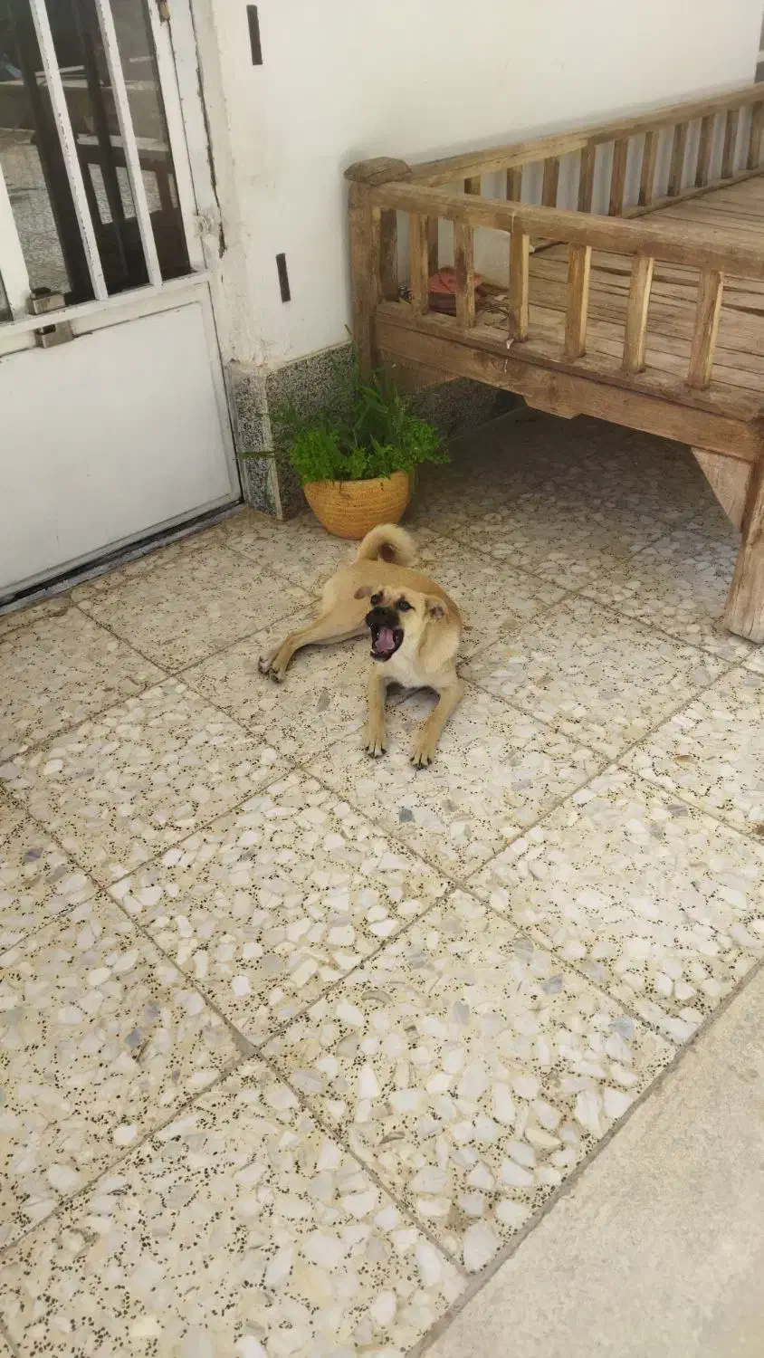 سگ پاپی پاگ|سگ|پیر بکران, |دیوار