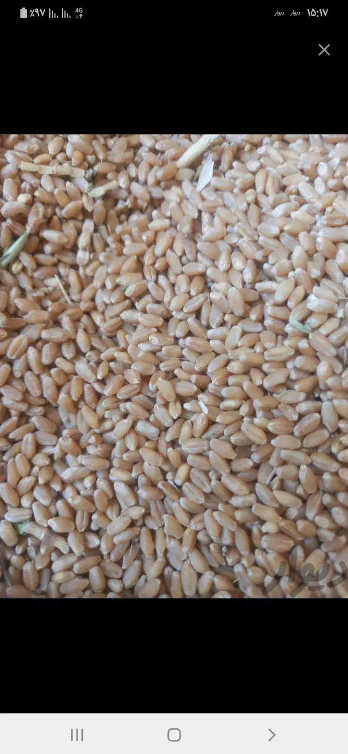 گندم آبی تمیز خریدارم به قیمت کیلویی ۲۲۰۰۰تومان|خدمات باغبانی و درختکاری|بروجن, |دیوار