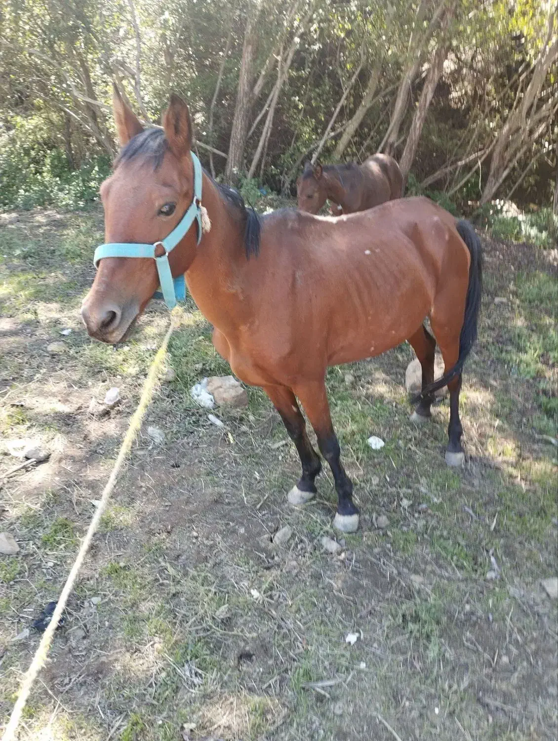 اسب|اسب و تجهیزات اسبسواری|گرمی, |دیوار