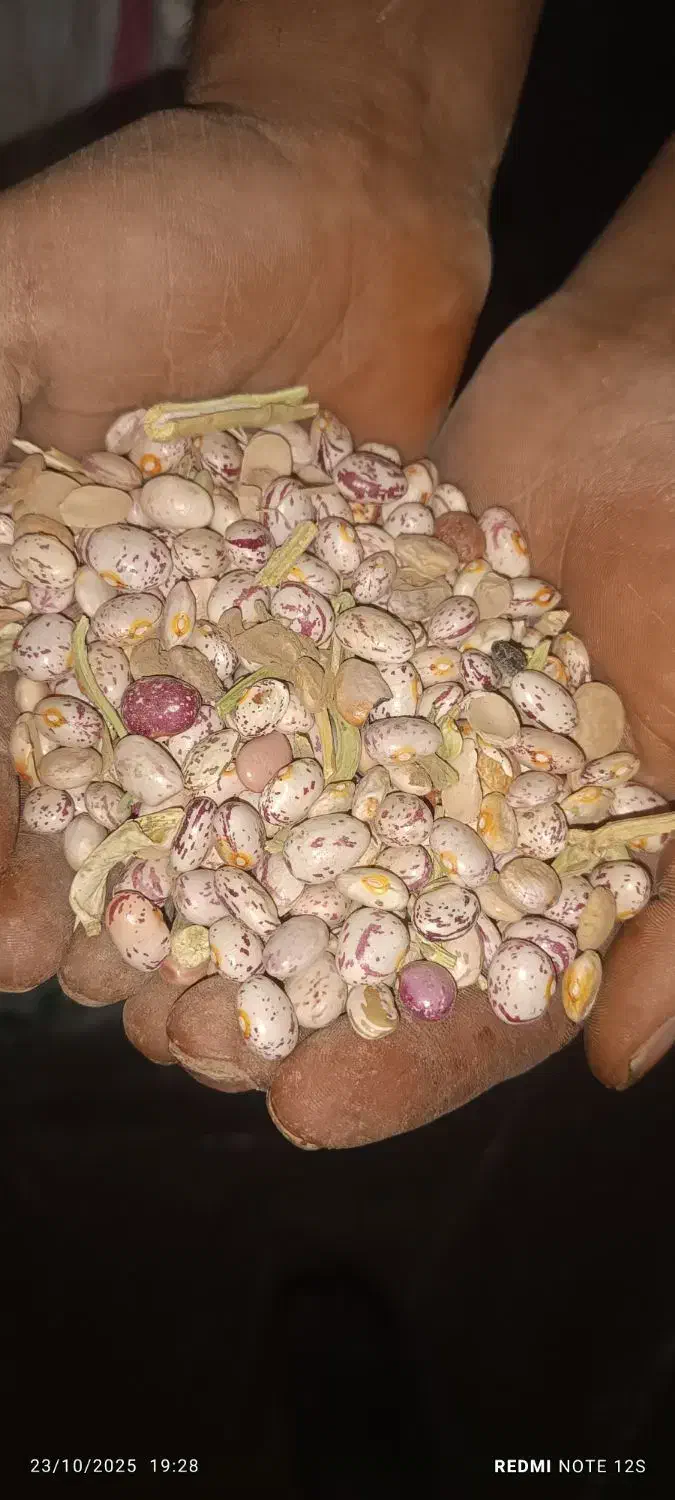 لوبیا چیتی|خوردنی و آشامیدنی|زاغه, |دیوار