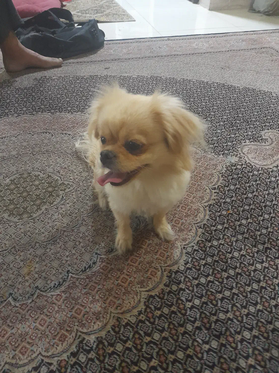 گم شدن سگ|سگ|شیراز, آبیاری|دیوار