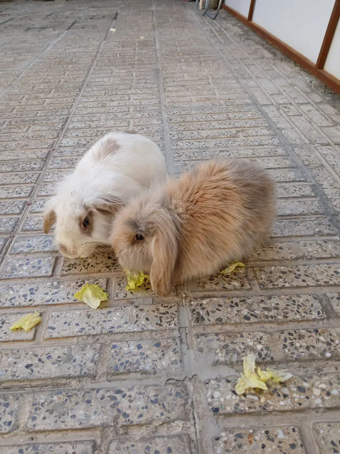 خر گوش خارجی|موش و خرگوش|خمینیشهر, |دیوار