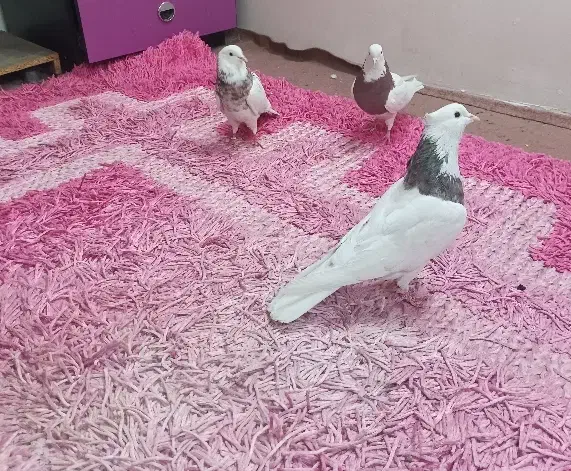 کبوتر طوقی|پرنده|تهران, شهرک رضویه|دیوار