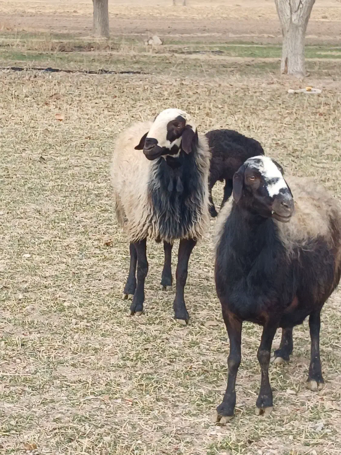 قوچ شال فروشی|حیوانات مزرعه|رزن, |دیوار