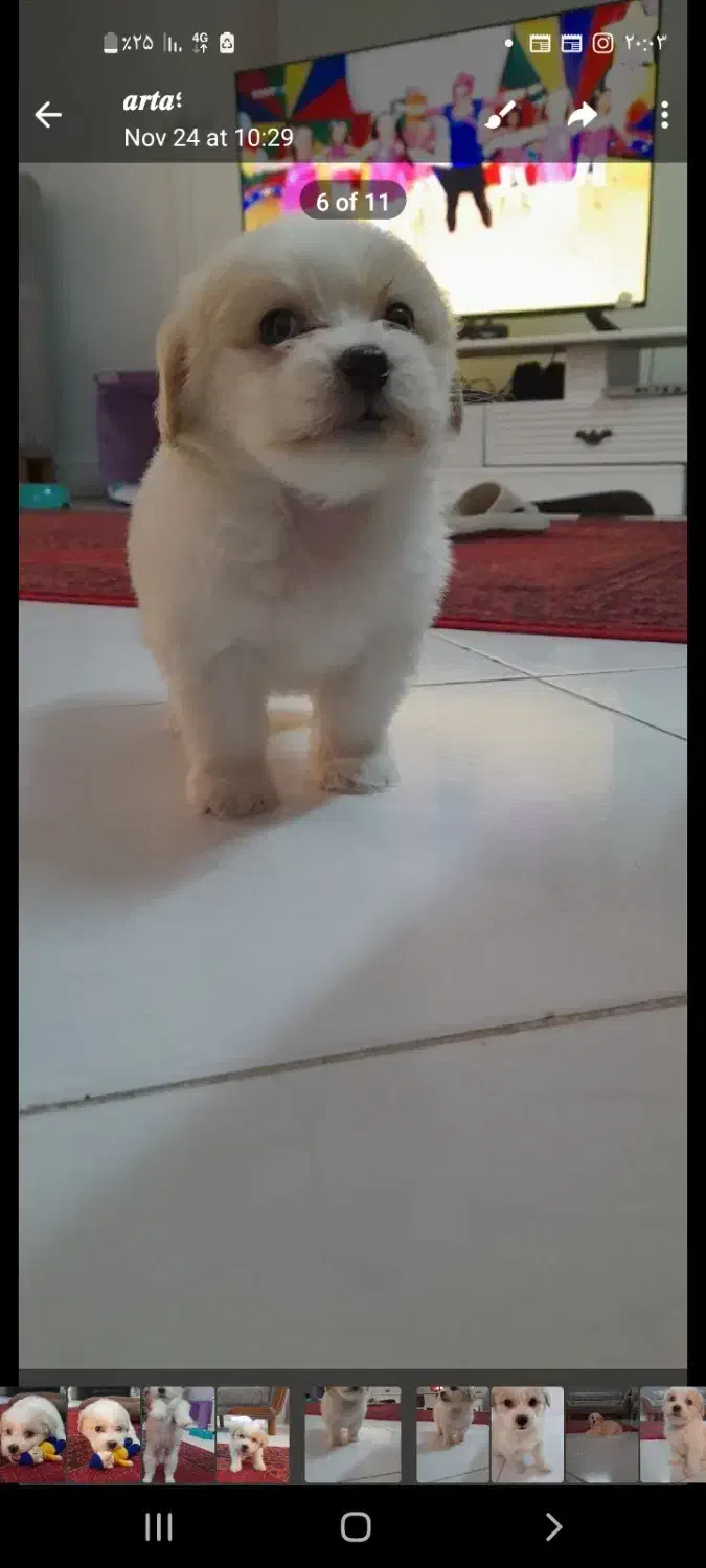 واگذاری سگ|سگ|سمنان, |دیوار