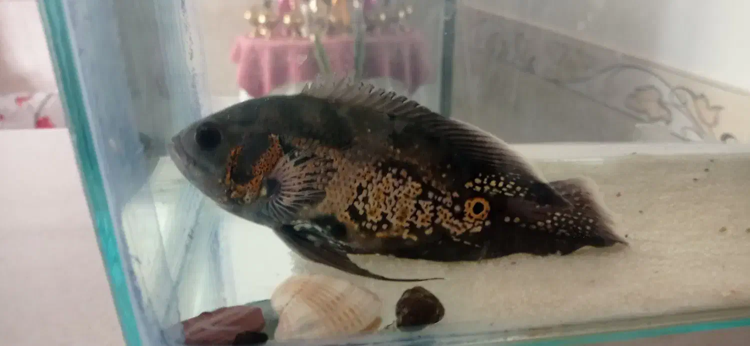 ماهی لجن خارو اسکار|ماهی|کدکن, |دیوار