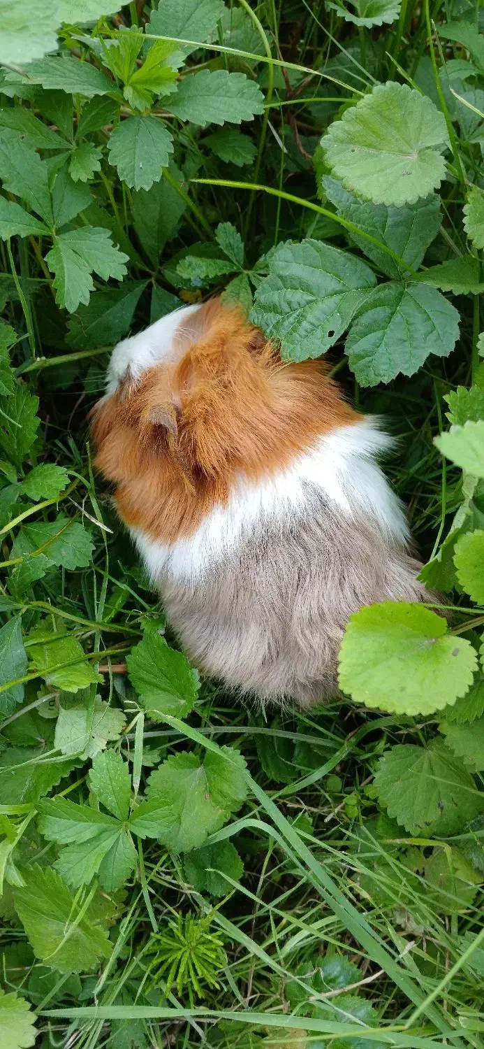 خوکچه های رنگا رنگ|موش و خرگوش|کوچصفهان, |دیوار