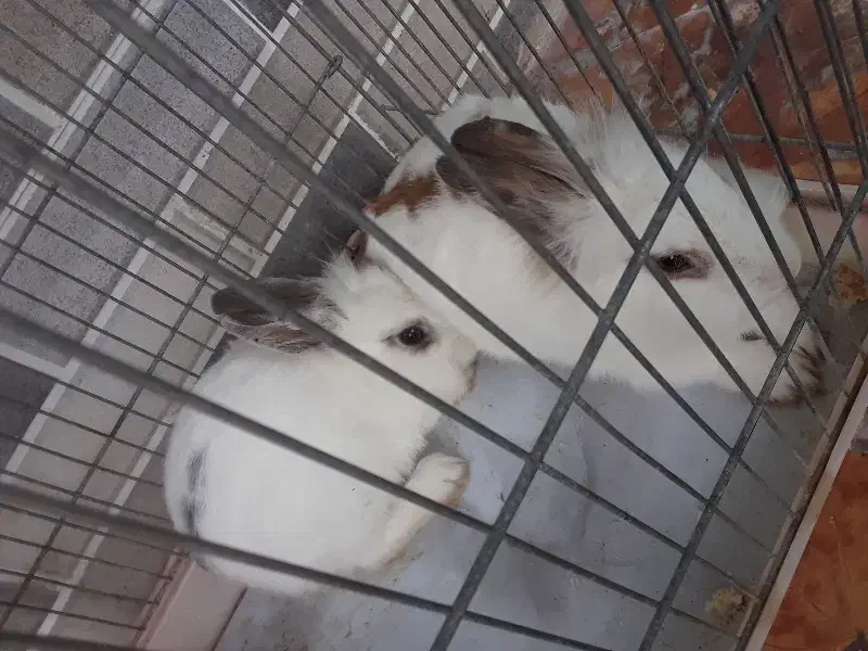 تعدادی خرگوش زیبا|موش و خرگوش|گرگان, |دیوار