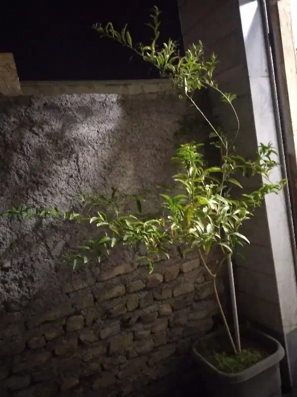 یک عدد گل شب بو|گل و گیاه طبیعی|زنجان, |دیوار