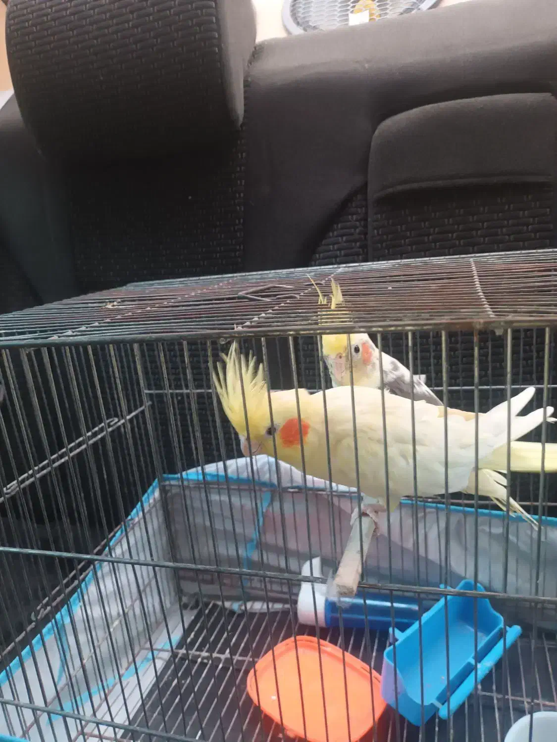 عروس هلندی|پرنده|ماسال, |دیوار