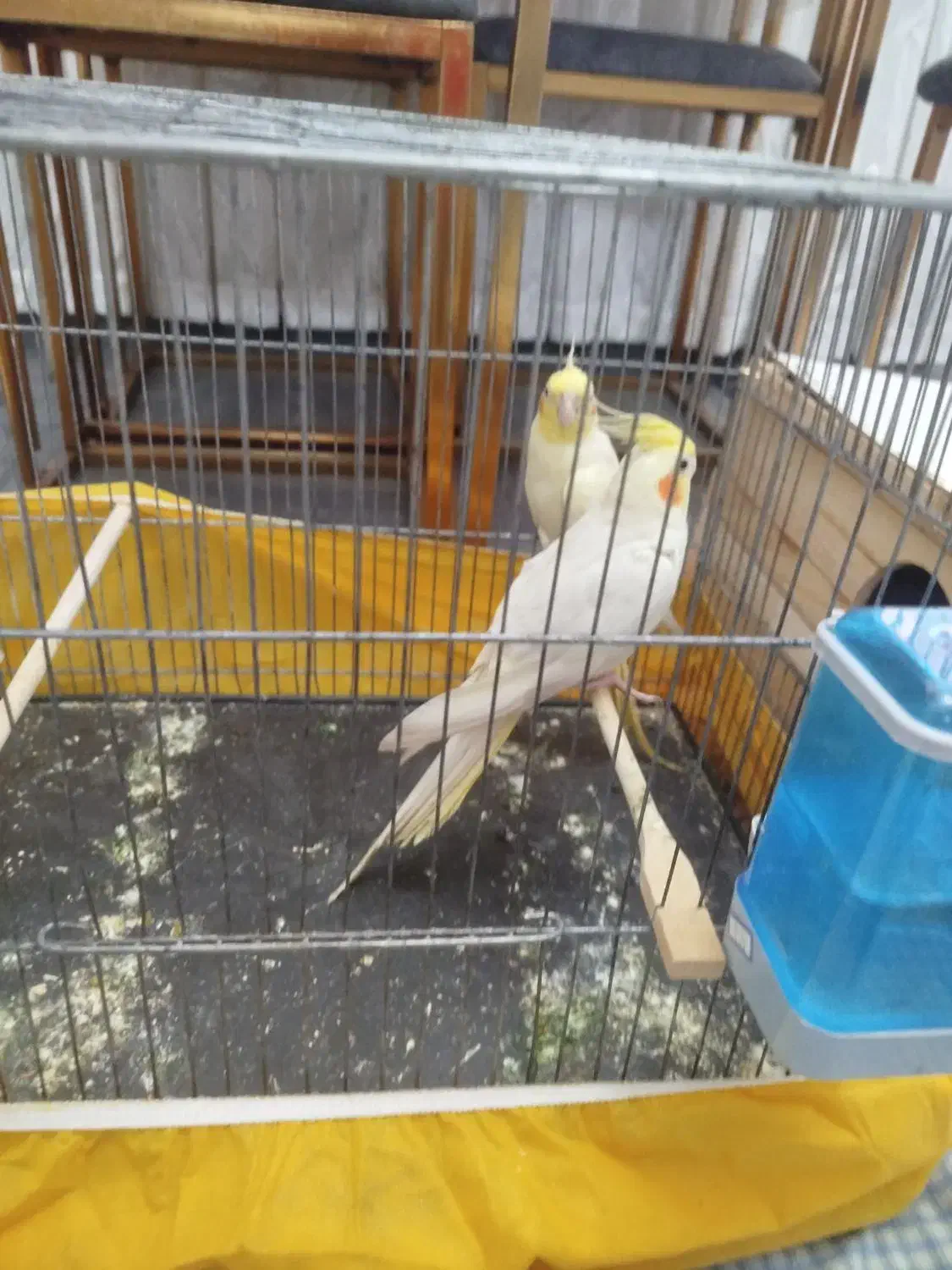 عروس هلندی جفت|پرنده|مشکیندشت, |دیوار