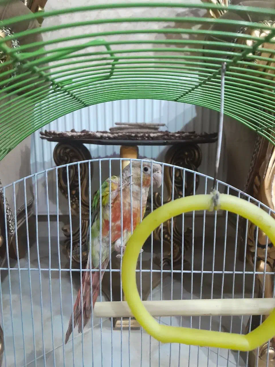 پرنده گرینچیک|پرنده|ملایر, |دیوار