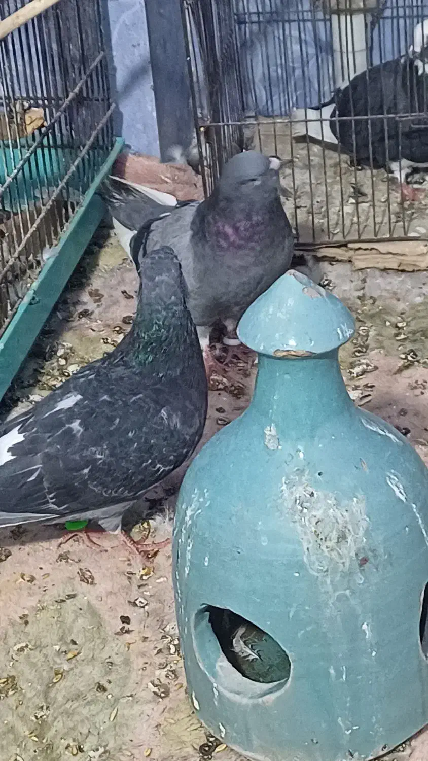 کبوتر|پرنده|قم, قم نو|دیوار