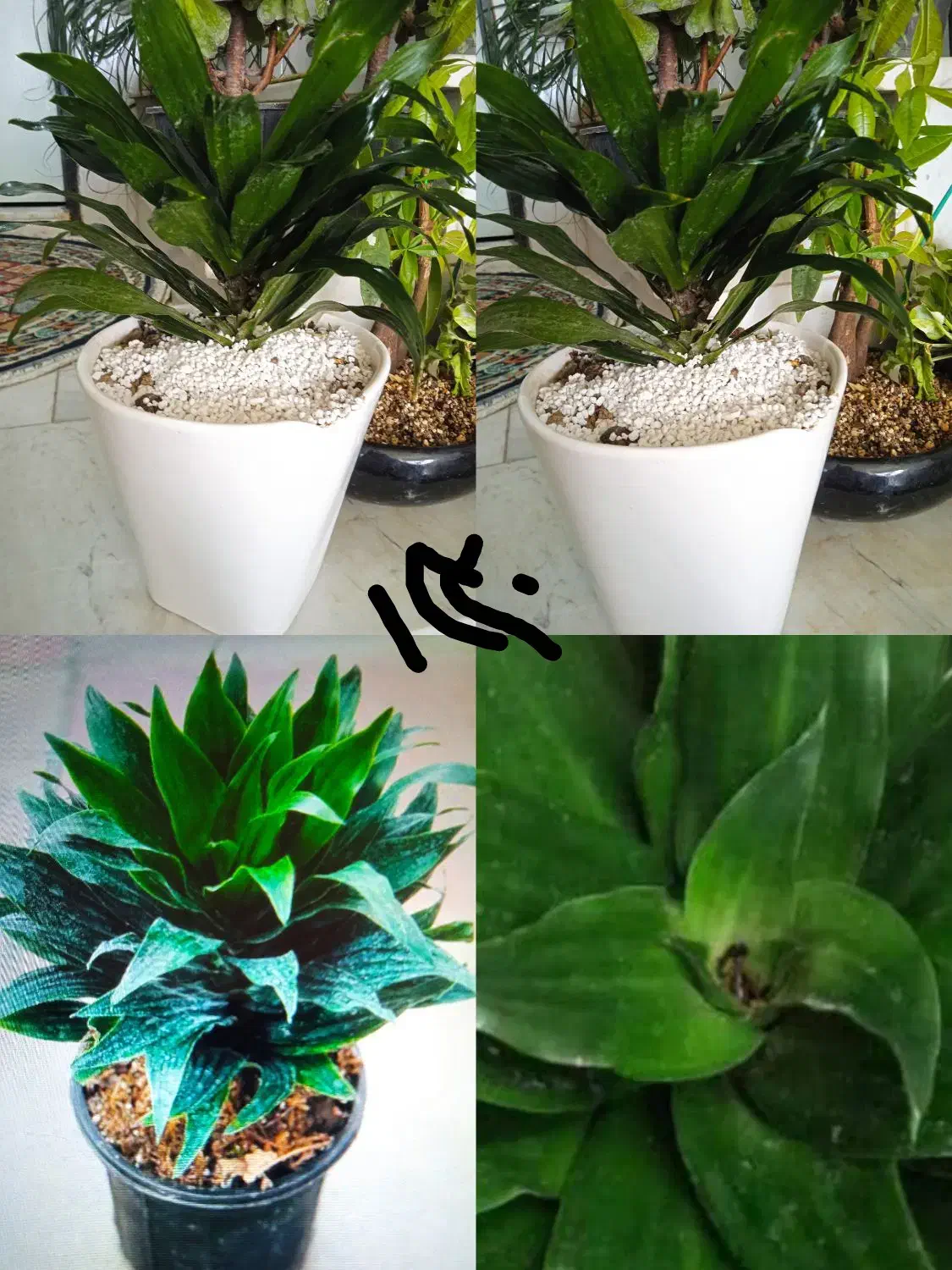 گلدان چینی|کلکسیون و سرگرمی|بروجرد, |دیوار