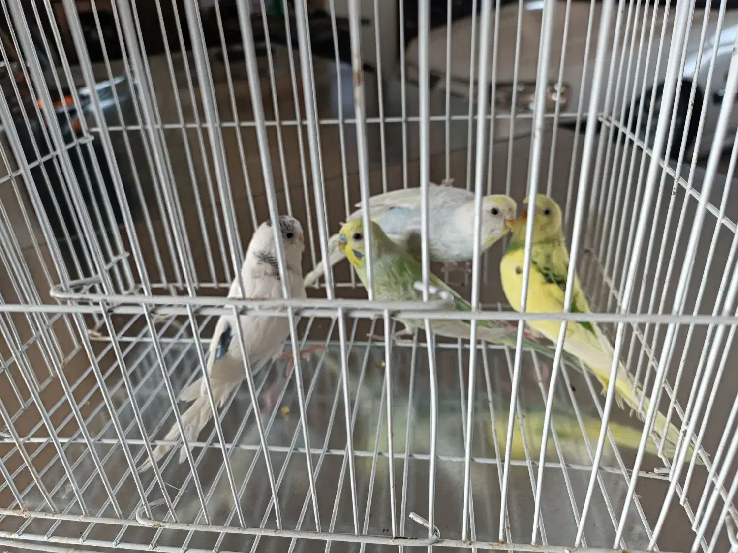 مرغ عشق|پرنده|تایباد, |دیوار