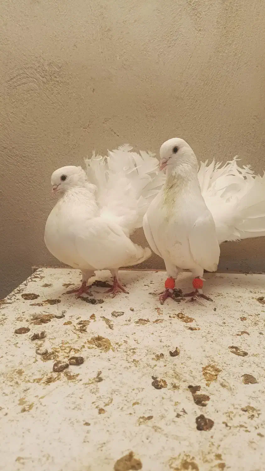 کبوتر فروشی|پرنده|ساری, |دیوار