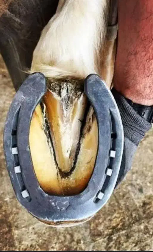 نعلبندی و قیار اسب(ممتاز ترین نعلبند)|اسب و تجهیزات اسبسواری|بهرمان, |دیوار