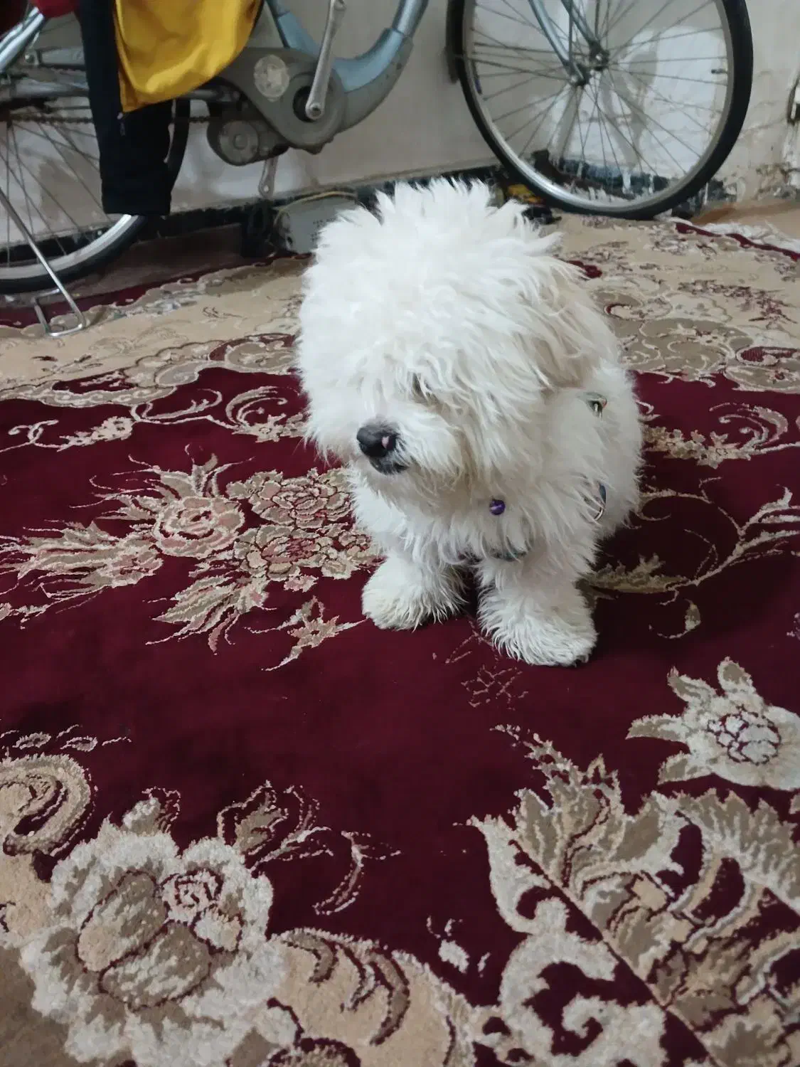 سگ فریزی|سگ|ماهدشت, |دیوار