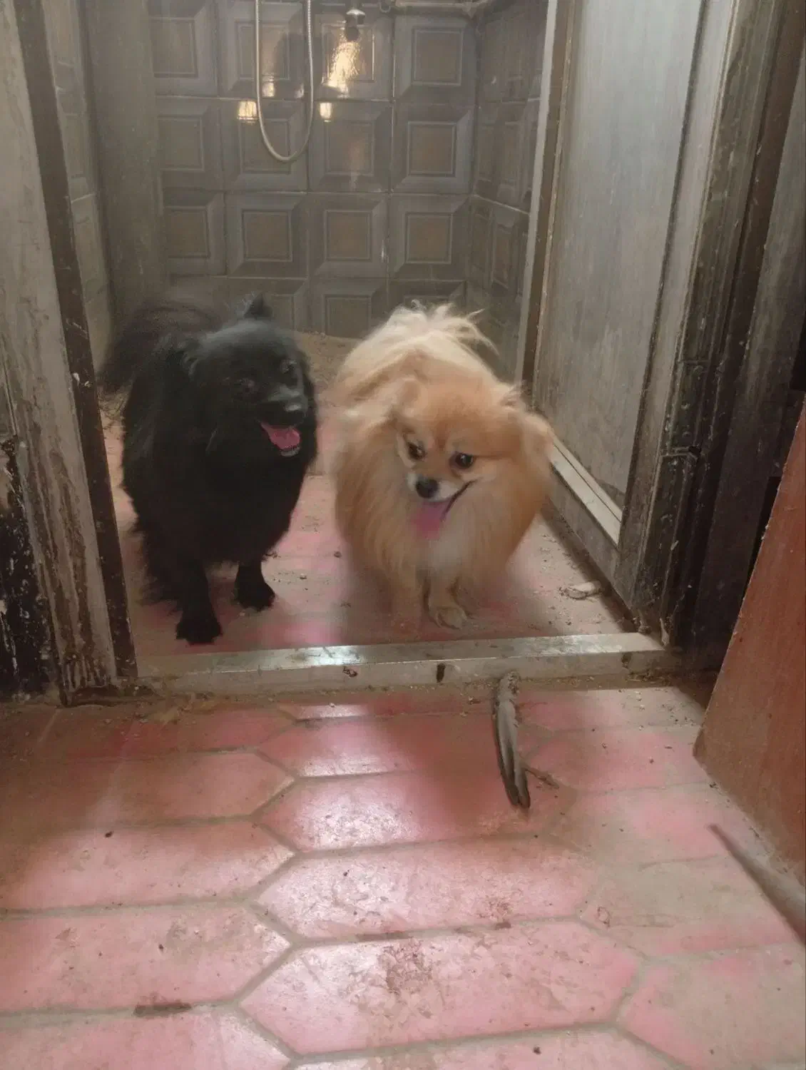 سگ پامر واگذاری|سگ|مشهد, امام خمینی|دیوار