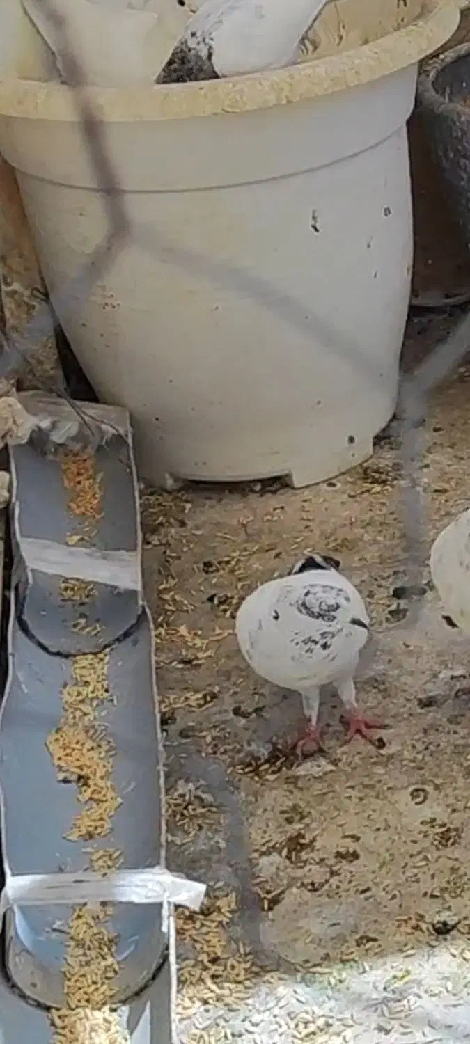 باخت رفته اگه کسی پیدا کنه مژدگانی خوب|پرنده|چهاردانگه (تهران), |دیوار