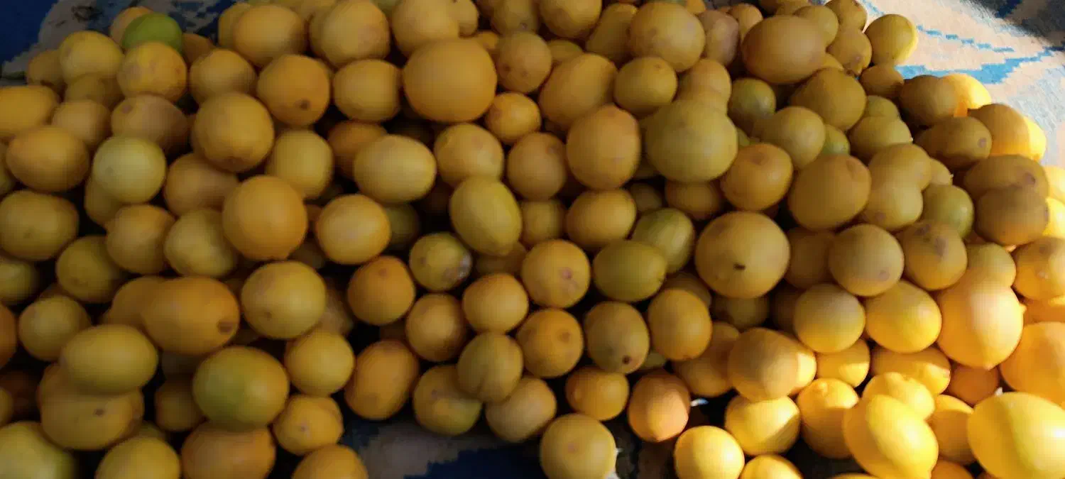 لیمو طبیعی برای اب گیری|عمدهفروشی|خرمشهر, |دیوار