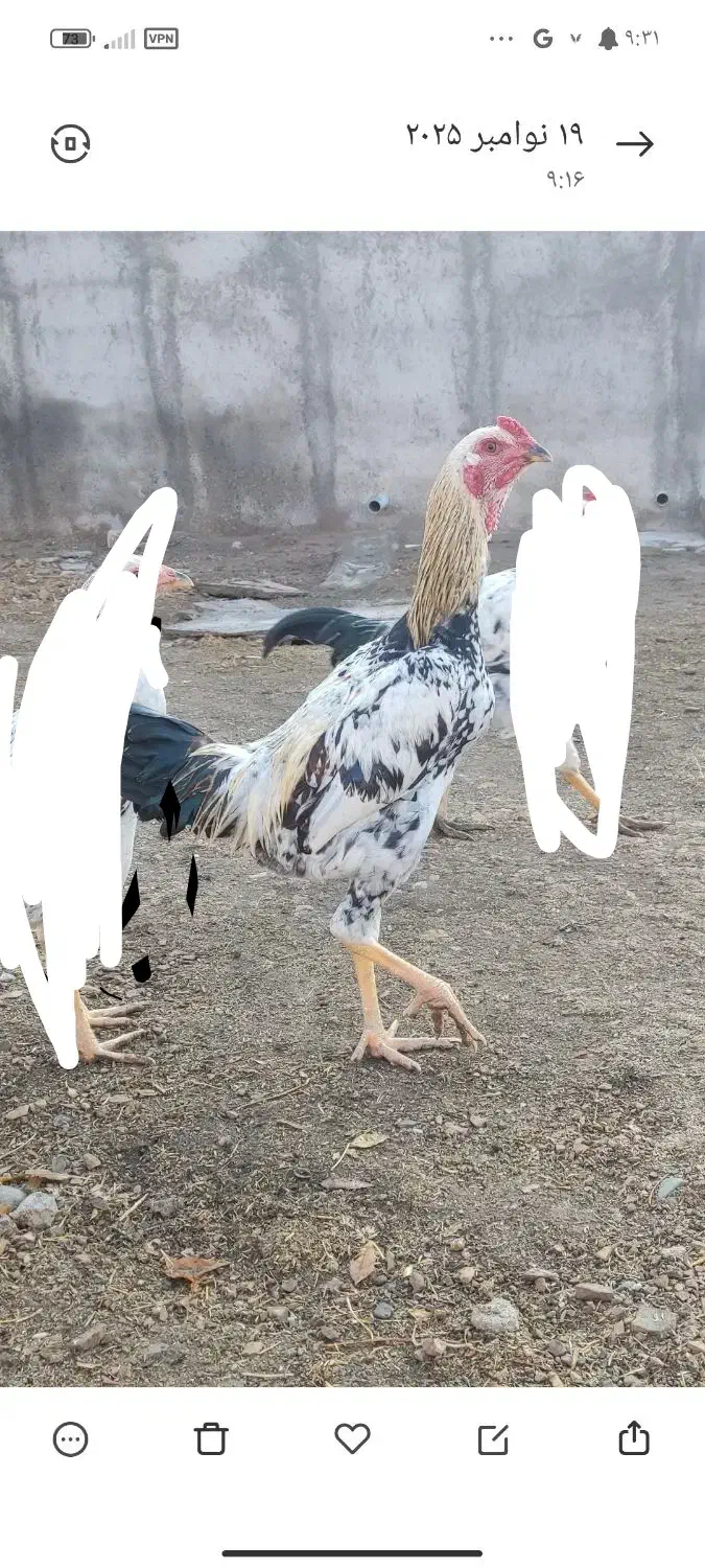 سه عدد جوجه خروس هفت ماهه|حیوانات مزرعه|لیلان, |دیوار