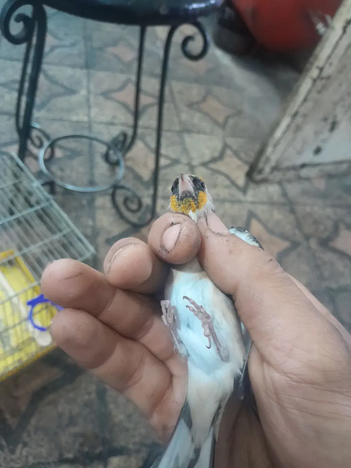 سهره ماده اماده|پرنده|اهواز, چهارصد دستگاه|دیوار