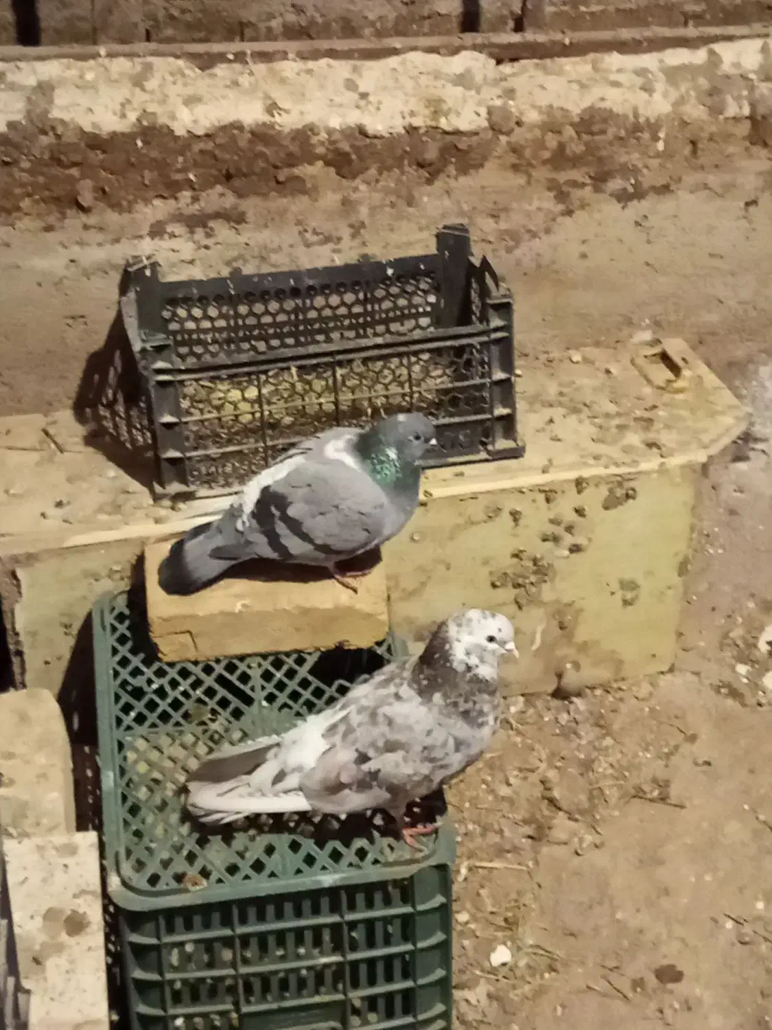 کبوتر رنگی وپرشی|پرنده|باغ حلی, |دیوار