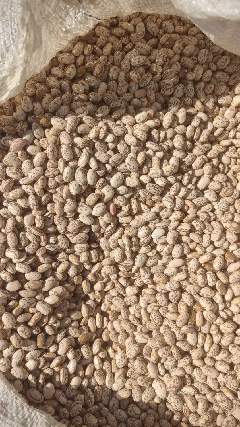 لوبیا چیتی|خوردنی و آشامیدنی|تهران, چیتگر جنوبی|دیوار