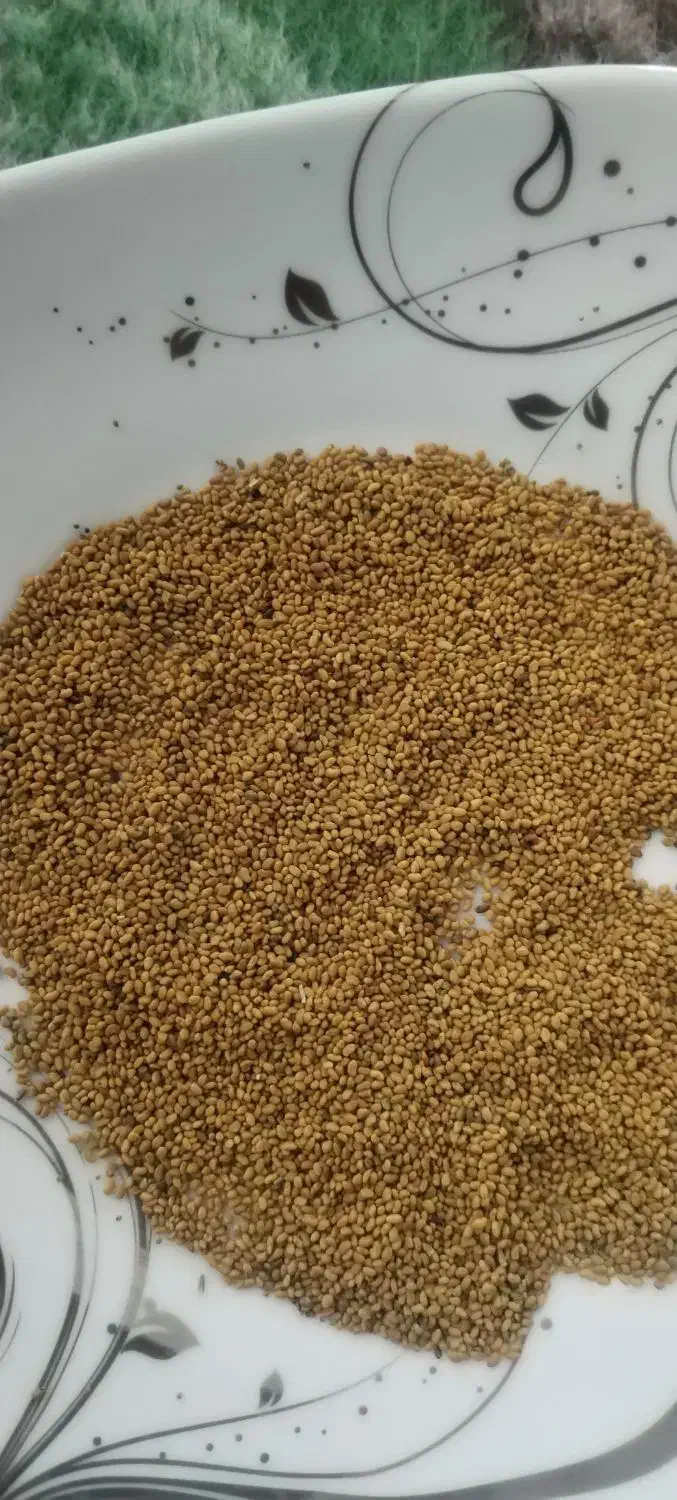 بذرقره یونچه|خدمات باغبانی و درختکاری|فیروزآباد (آذربایجان), |دیوار