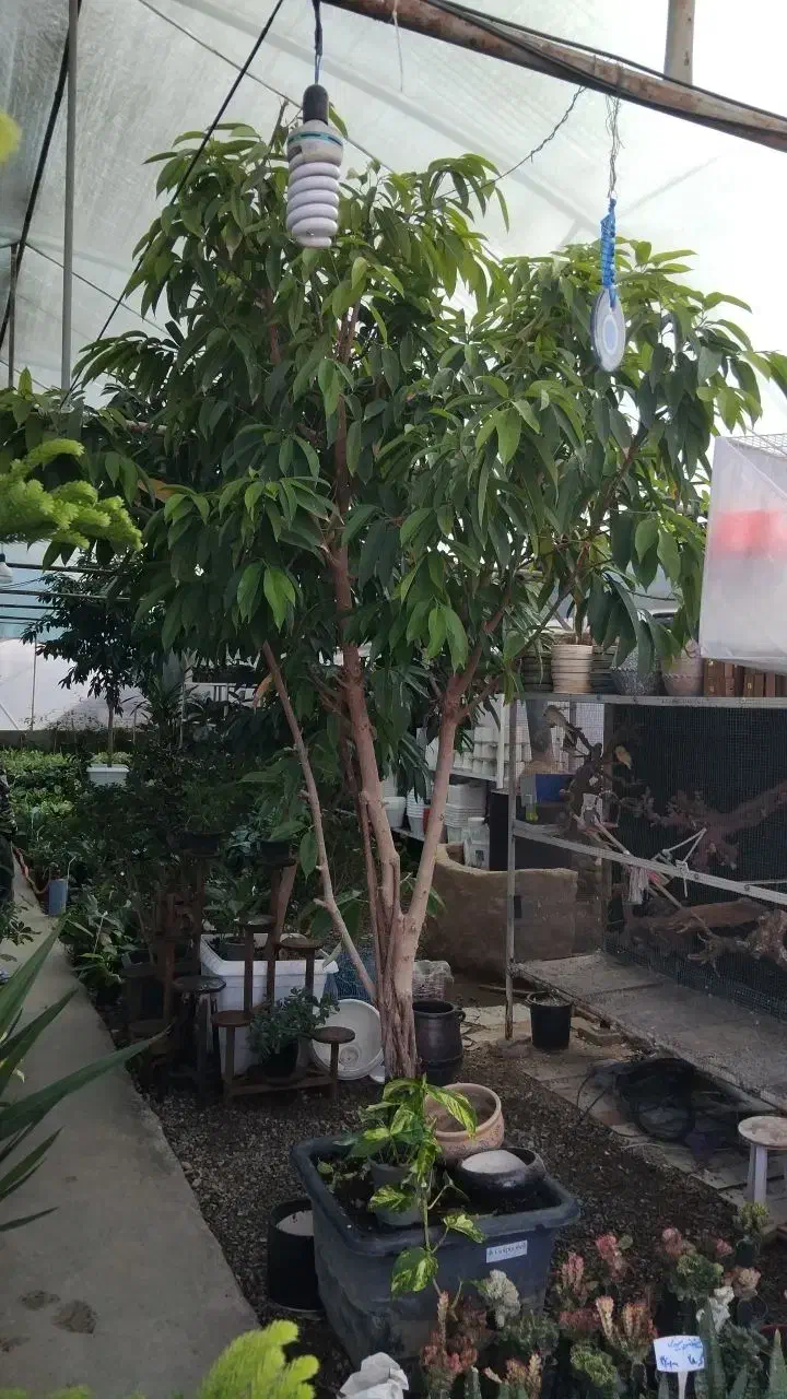 گل اپارتمانی|گل و گیاه طبیعی|مشهد, مهدی آباد|دیوار