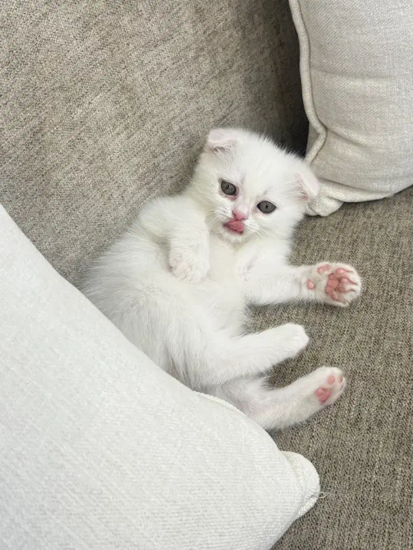 حیوانات خانگی گربه|گربه|گرگان, |دیوار