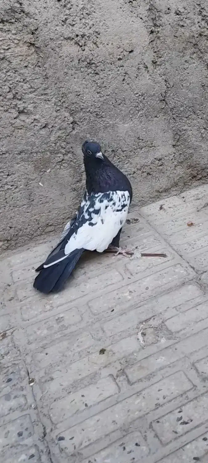 تعدادی رنگی قیمت مناسب|پرنده|اقلید, |دیوار