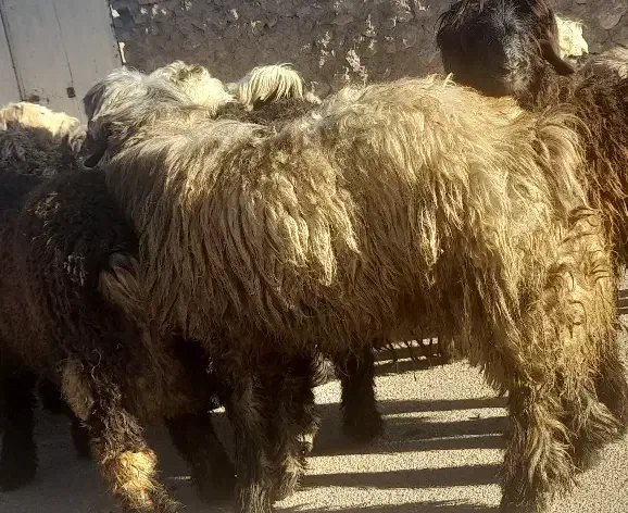 بره قوچی|حیوانات مزرعه|بلداجی, |دیوار