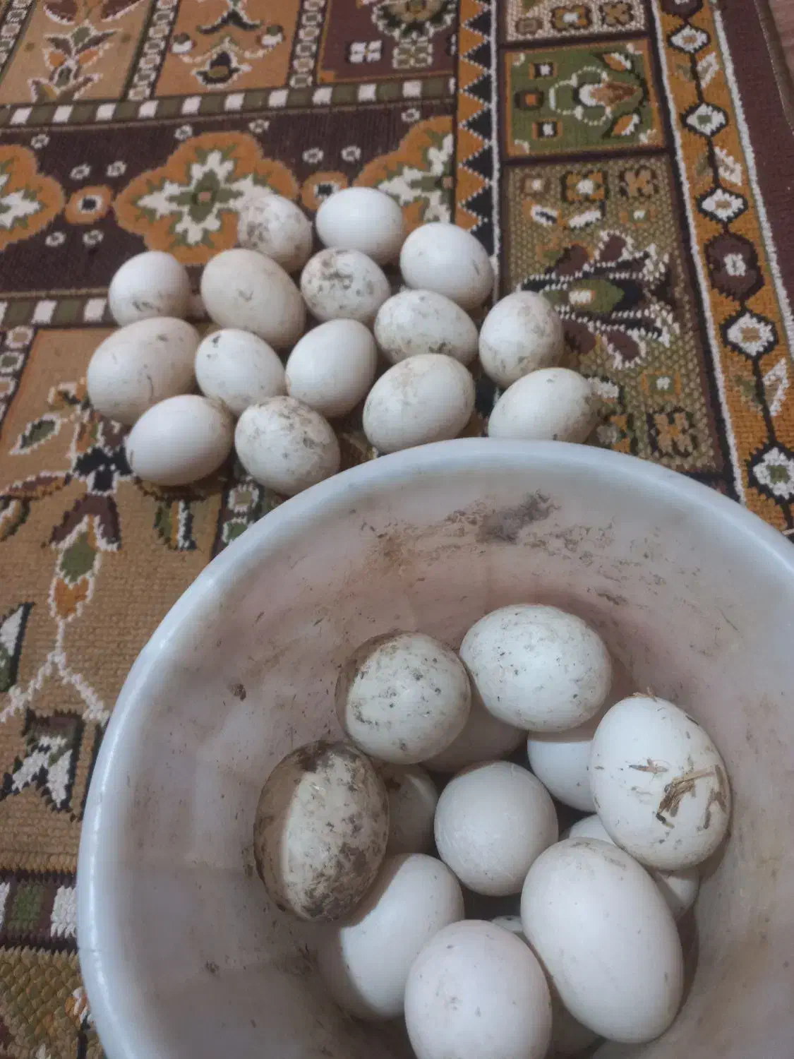 تخم اردک خارجی اسرایلی تازه و نطفه دار|حیوانات مزرعه|مزرعه کتول, |دیوار