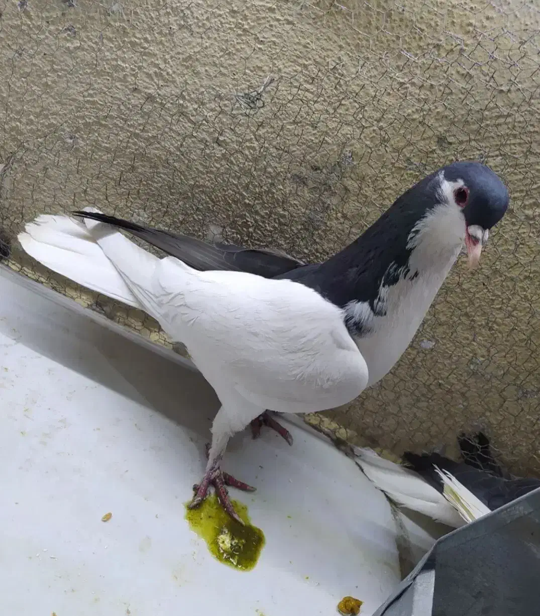 کفتر یا کبوتر چپ سیاه جفتی|پرنده|محمدیه-قزوین, |دیوار