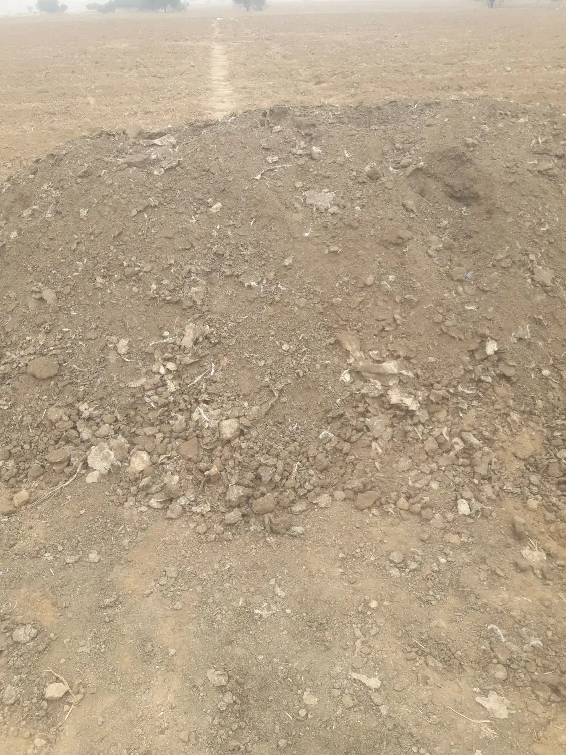 کودمرغ|خدمات باغبانی و درختکاری|شوشتر, |دیوار