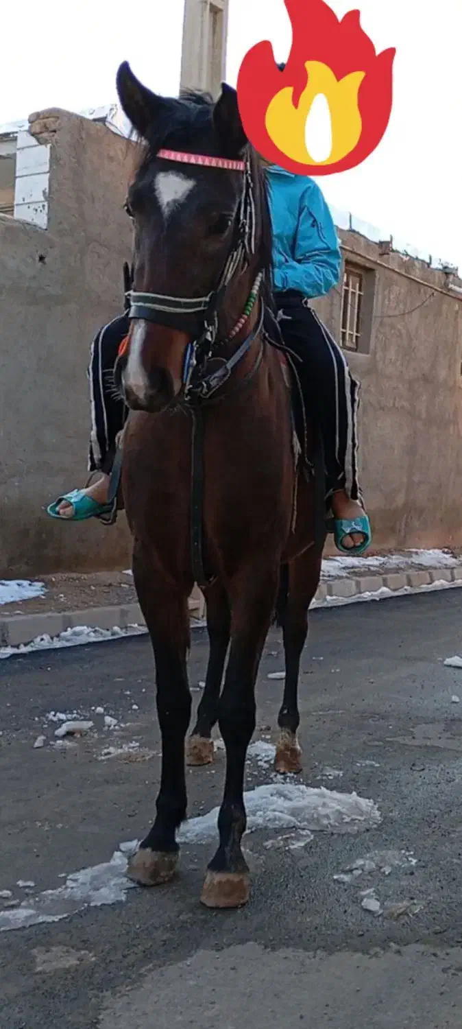 مادیان ۳به۴ فروشی|اسب و تجهیزات اسبسواری|تاکستان, |دیوار