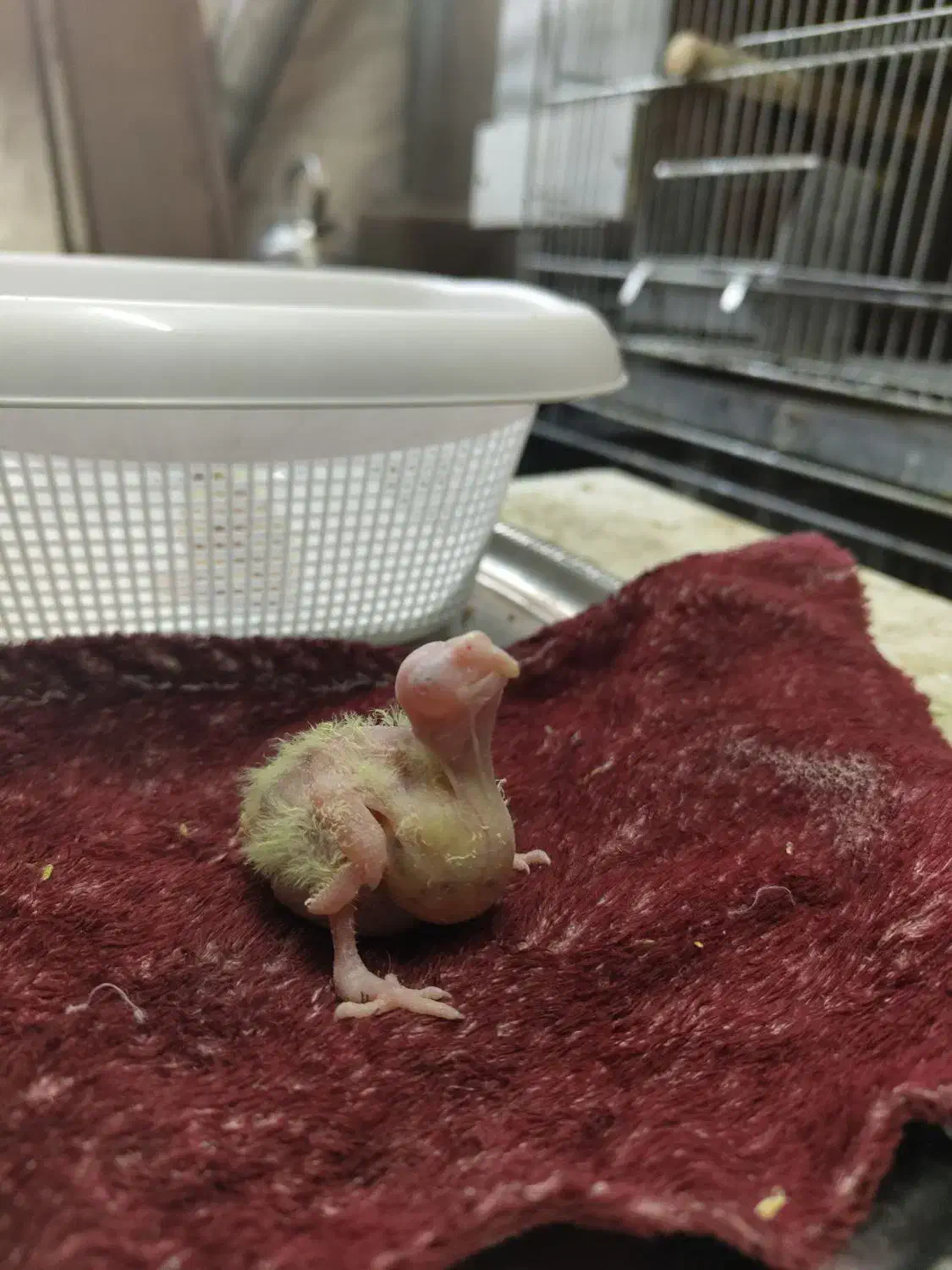 جوجه عروس هلندی|پرنده|تهران, خزانه|دیوار