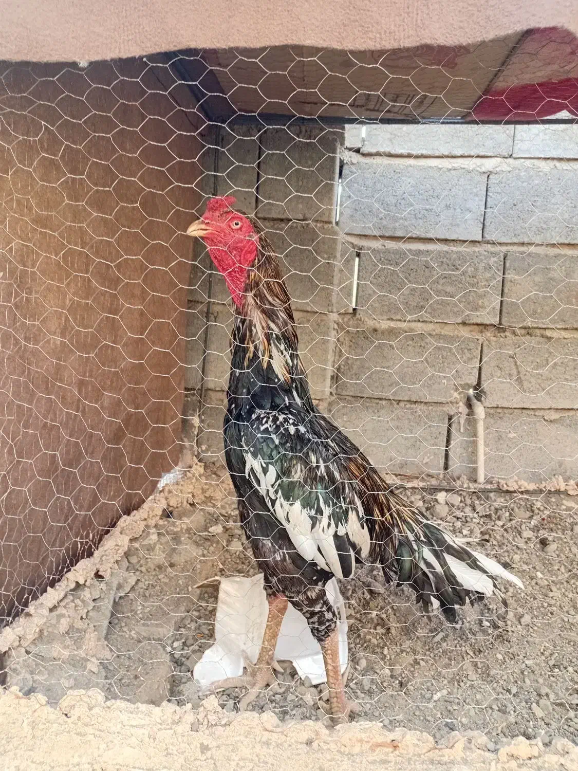 دو عد د خروس سرحال|پرنده|میناب, |دیوار