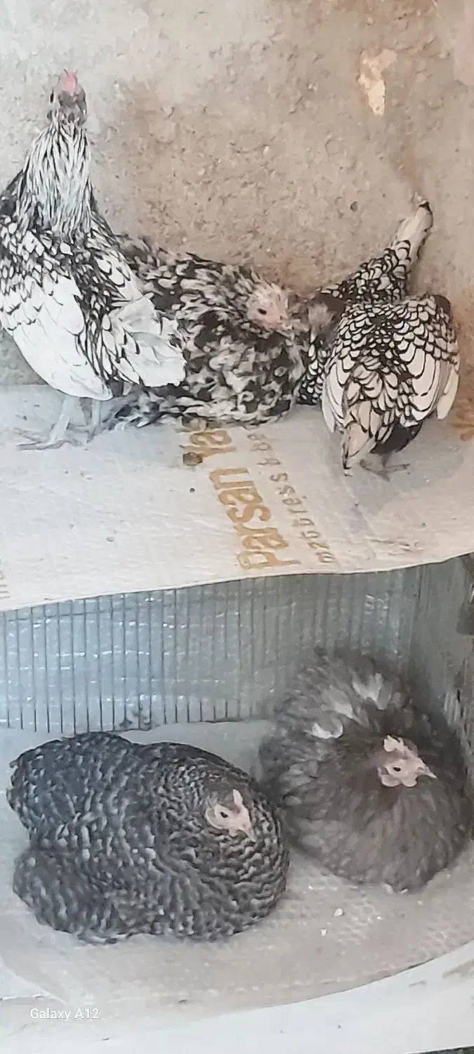 مینیاتوری مرغ|حیوانات مزرعه|شاهینشهر, شهرک ردانی پور|دیوار