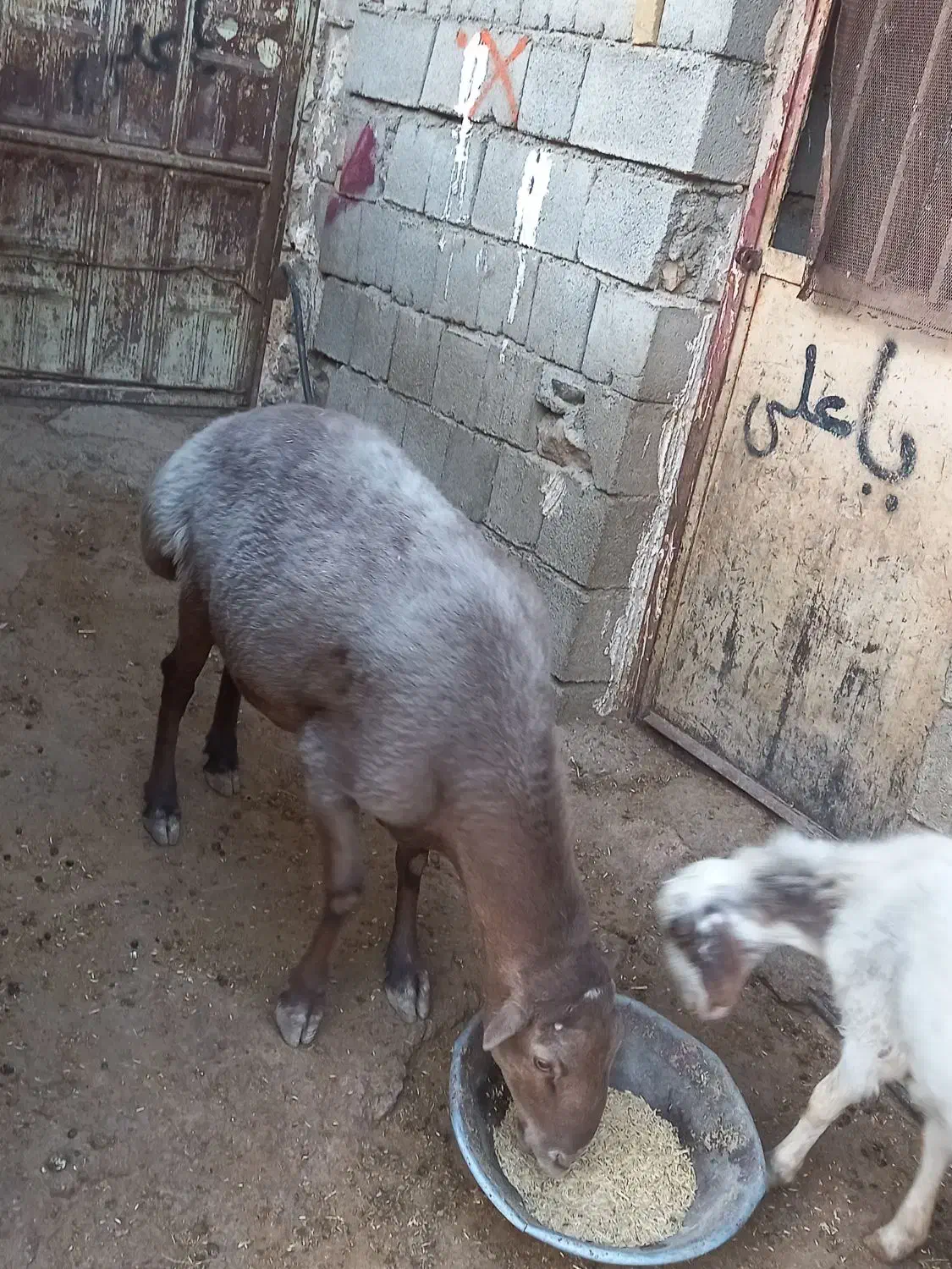 گوسفند|حیوانات مزرعه|دینور, |دیوار