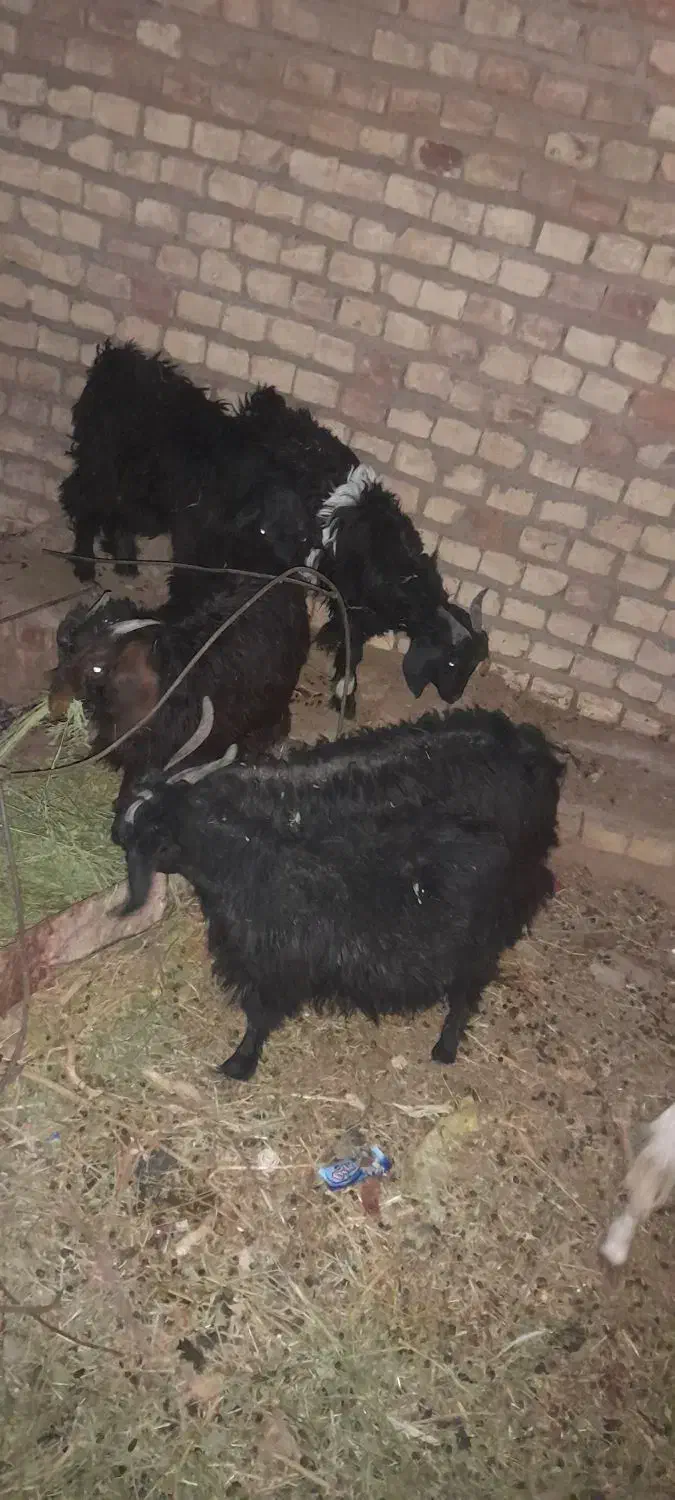 ۵بزغاله|حیوانات مزرعه|فردوس (خراسان), |دیوار