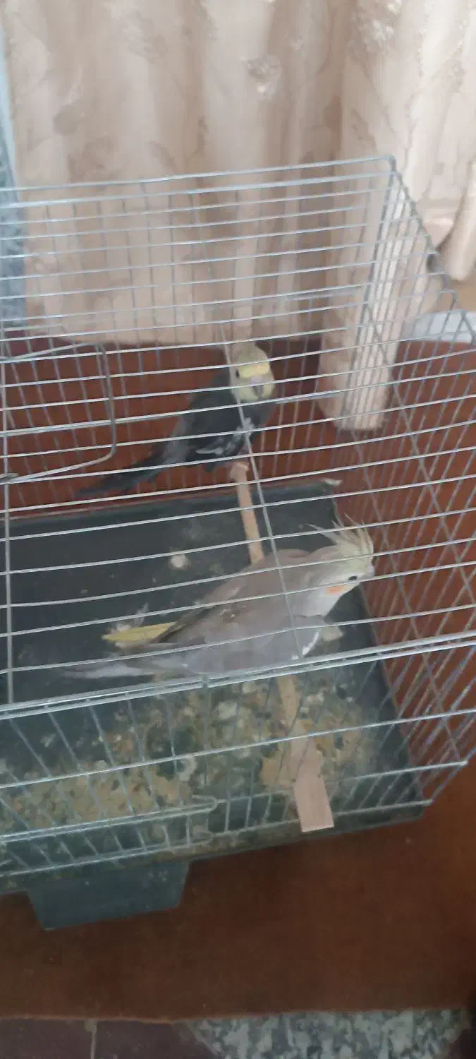 پرنده|پرنده|سبزوار, گلشن|دیوار